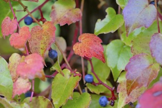 Wild vine, maiden vine (Parthenocissus quinquefolia) with autumn leaves and fruits, Moselle,