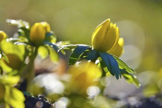 Winter aconites (Eranthis hyemalis), Germany, Europe