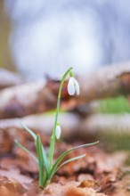 Nature photograph of a single snowdrop (Galanthus), in diffuse light, Neustadt am