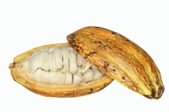 Cocoa tree (Theobroma cacao), halved cocoa fruit with pulp