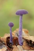 Violet varnish funnel mushroom or amethyst deceiver (Laccaria amethystina), North Rhine-Westphalia,