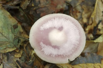 Lilac bonnet (Mycena pura), North Rhine-Westphalia, Germany, Europe