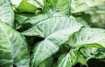 Tropical Caladium Leaves. Caladium leaves background. Details of caladium plants in a garden