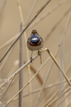 Bluethroat (Luscinia svecica) singing on a reed, wildlife, Germany, Europe