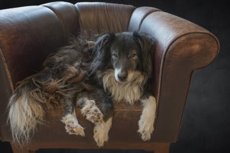 Old, tired Border Collie in his leather armchair, Mecklenburg-Vorpommern, Germany, Europe