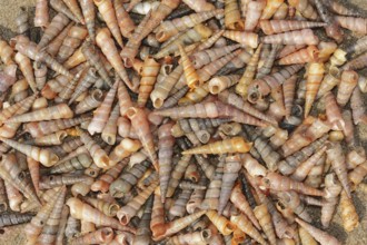 Common tower snail (Turritella communis) empty shells on the beach, Camargue, Provence, southern