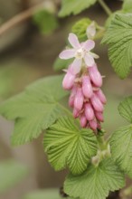 Flowering currant (Ribes sanguineum), flowers, ornamental plant, North Rhine-Westphalia, Germany,