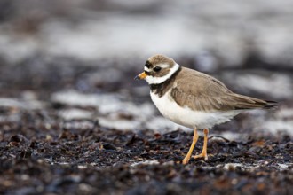 Ringed Plover (Charadrius hiaticula), adult bird walking among seaweed on the beach, Varanger,