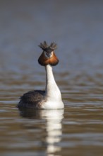 Great crested grebe (Podiceps cristatus) adult bird on a river, Norfolk, England, United Kingdom,