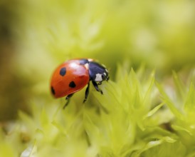 Seven-spott ladybird (Coccinella septempunctata), Germany, Europe