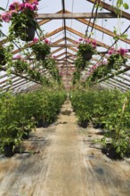 Pink Pelargonium, Geraniums in hanging baskets and Solanum lycopersicum, Cherry Tomato plants in