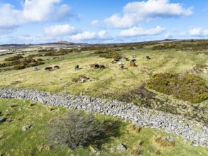 Farms over West Dart River in Dartmoor National Park, Devon, England, United Kingdom, Europe