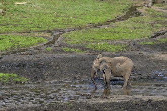 African forest elephant (Loxodonta cyclotis) in the Dzanga Bai forest clearing, Dzanga-Ndoki