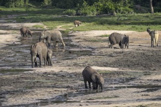 African forest elephants (Loxodonta cyclotis) in the Dzanga Bai forest clearing, Dzanga-Ndoki