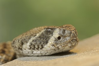 Texas rattlesnake or western diamondback rattlesnake (Crotalus atrox), captive, occurring in North