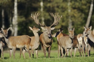 Red deer (Cervus elaphus), roaring stag and hinds in the rutting season, North Rhine-Westphalia,