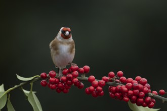 European goldfinch (Carduelis carduelis) adult bird on a Holly tree branch with red berries in