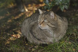 European wildcat (Felis silvestris silvestris), captive, North Rhine-Westphalia, Germany, Europe