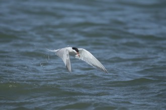 Common tern (Sterna hirundo) adult bird emerging from the sea with a fish in its beak, Suffolk,