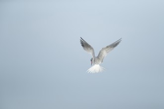 Common tern (Sterna hirundo) adult bird hovering in flight, Suffolk, England, United Kingdom,