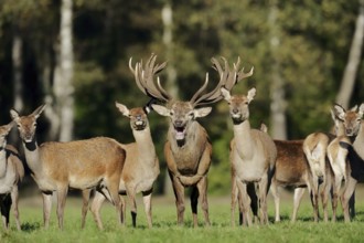 Red deer (Cervus elaphus), roaring stag and hinds in the rutting season, North Rhine-Westphalia,