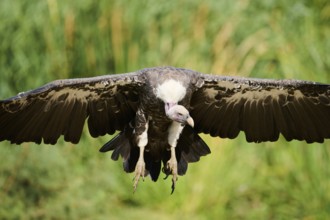 Griffon vulture (Gyps fulvus), flying, Spain, Europe