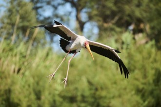 Yellow-bird Stork (Mycteria ibis), flying, landing, captive, distribution Africa