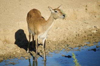 Southern lechwe (Kobus leche) next to a water pond in the dessert, captive, distribution Africa