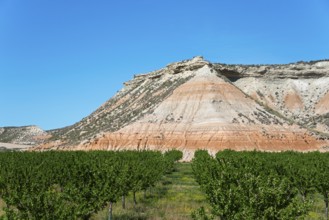 Orchard with green foliage in front of a rocky hill under a sunny blue sky, Bardenas Reales Natural