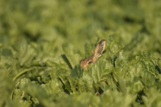 Brown hare (Lepus europaeus) adult animal in a farmland sugar beet field in the summer, Suffolk,