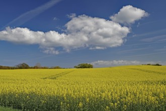 Wide flower field with yellow rape blossoms under a blue sky and white clouds, spring, Langeland,