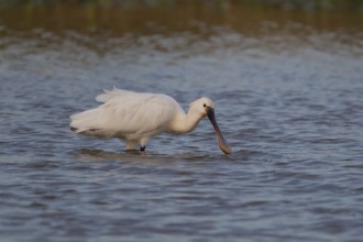 Eurasian spoonbill (Platalea leucorodia) adult bird feeding in a shallow lagoon, Suffolk, England,