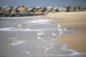 Great egret (Ardea alba, syn.: Casmerodius albus, Egretta alba) at Marari Beach or Strand,