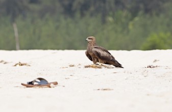 Steppe buzzard (Buteo buteo) at Marari Beach or beach, Mararikulam, Alappuzha district, Kerala,