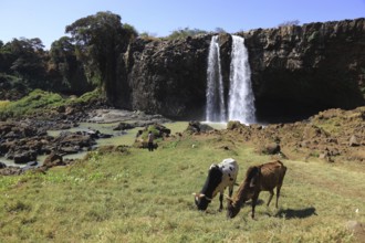 Ahamra region, landscape at the Blue Nile waterfall, in the highlands of Abyssinia, Blue Nile, Tis