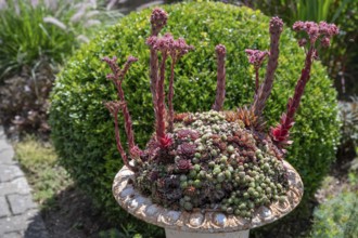 Flowering roof houseleek (Sempervivum tectorum) in a flower bowl, Bavaria, Germany, Europe