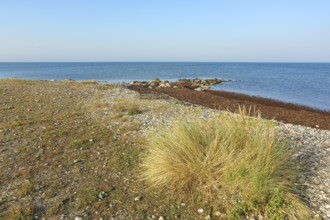 Stony beach on the island of Fehmarn on a calm, sunny day, Baltic Sea coast near Wallnau, East