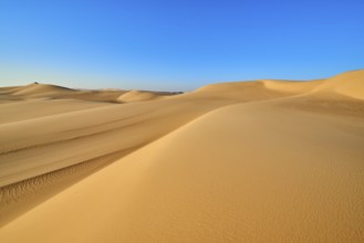 Wide sand dunes under a blue sky in the desert, Matruh, Great Sand Sea, Libyan Desert, Sahara,