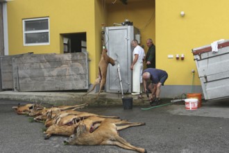 European roe deer (Capreolus capreolus) shot, mature roebucks being weighed and labelled in front