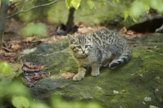 Close-up of a European wildcat (Felis silvestris silvestris) kitten in spring in the bavarian