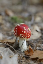 Fly agaric (Amanita muscaria) on a forest ground, Bavaria