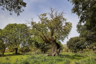 An old oak tree on a sunny meadow in a quiet, green spring landscape, Filerimos, hill not far from