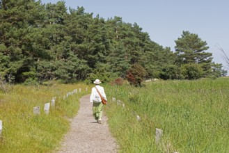 Elderly woman, trees, pines, reed grass, circular hiking trail, Darßer Ort, Born a. Darß,