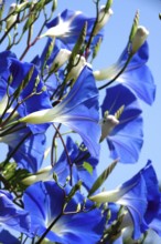 Blue vetch, September, Germany, Europe