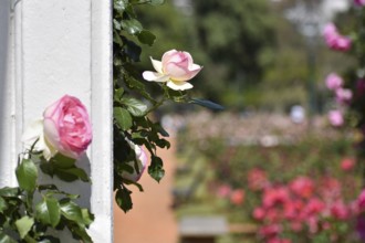 White and pink roses in bloom in Rosedal, the rose garden in Buenos Aires, Argentina, South America