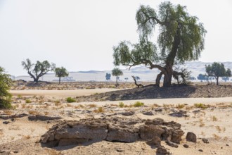 Trees in front of sand dunes, rocks and green vegetation, Rub al Khali desert, Dhofar province,