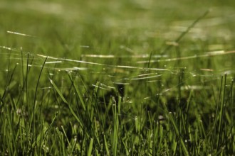 Meadow in October with spider webs, Saxony, Germany, Europe