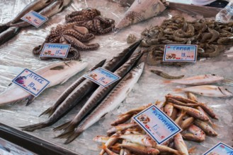 Display at a fish market with a selection of seafood such as fish, octopus and shrimps under ice,