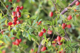 Rosehips, September, Mecklenburg-Western Pomerania, Germany, Europe