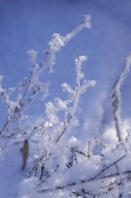 Wintertime, snow crystals, Saxony, Germany, Europe